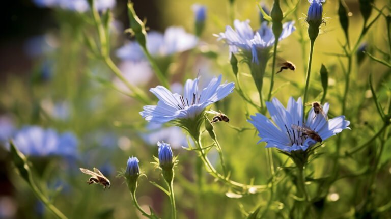 Chicory: From Hyper-Protectiveness To Altruism